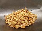12094-tv Home Core White Onion Sets Domestic Onions Per 183009000070