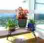 19866 Mygift Plant Stand Indoor Display Rack Black Metal Cart Flower Arch Design Patio Deck 719908999940