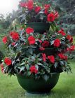 3-tier-plant-pot-2069 3 Tier Plant Pot 3697961222069