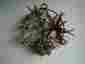 58-181213 Momentum Brands New Tillandsia Air Plant Holder Wall Hanging Piece Black Metal Stand