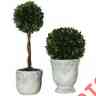 60112 Decor Topiaries Accent 2 Home Boxwood Ball Classic Set Preserved