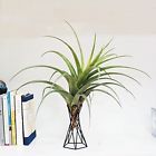 606227103915 Beau Garden Tabletop Metal