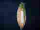 0955837 62207 Pacific Rim Frog Thermometer 095583622077