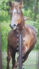 643323136904 Rivers Edge Tin Thermometer