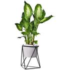 651312705420 Feiren Planters Inch Modern Garden Air