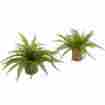 6814-s2 Nearly Natural Boston Fern W Burlap Planter Set Of 2 Green New 840703100610