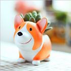 6915599016506 Unbrand Cute Animal Shaped Cartoon Home Decoration Succulent