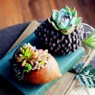 6925497914972 Bling Inc Mini Resin Succulent Plant Pot Adorable