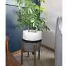 696570394184 Alfie Gem New And Acacia Wood Plant Stand