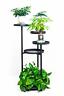 696629640927 Tangchaoo Tier Plant Stands Indoor Metal Shelf Stand
