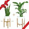 736684347611 Mini Mod Pack Mid Century Plant Stands Get