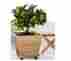 96634 Plant Caddy Plastec Stand On Wheels Rolling Heavy Duty Wood Base Platform Indoor Outdoor 702785796634