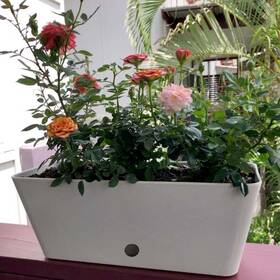 Bamboo Blooms 813269019825 16 Inch Rectangular Indoor/outdoor Self-watering Planters