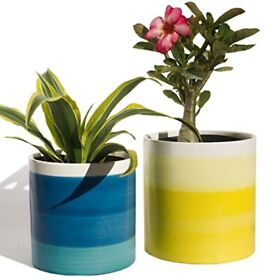 Bees And Buds 6 Inch Yellow 5 Blue Plant Pots Planters For Indoor Plants