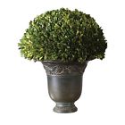 Boxwood Uttermost Globe Preserved 792977600924