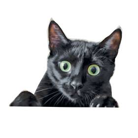 459553 Collections Etc Reusable Black Cat Vinyl Car Window Decal
