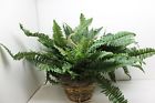 6788 Design Toscano Nearly Natural Double Giant Boston Fern Hanging Basket 840703111852