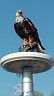 Edfpt Polepalusa Eagle On Display Flagpole Topper Finial 689549325111
