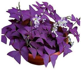 Ficoszo 628992937595 12pcs Purple Shamrocks Bulbs Good Luck Plant Oxalis For Planting