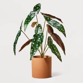 86947808 Hilton Carter For Target 16 Inch Artificial Polka Dot Plant -