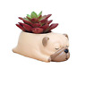 Huapin-055 Cuteforyou Cute Animal Shaped Cartoon Home Decoration Succulent 696592331150