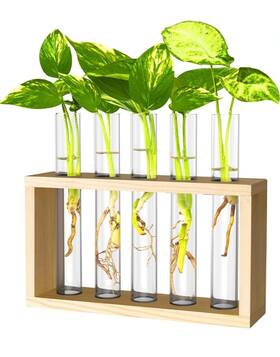 Ivolador I 602430872877 Wall Mounted Hanging Plants Terrariumin Test Tube Flower Bud