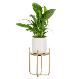 18761mdhs Mdesign Metal Steel Modern 9 Inch Small Crisscross Plant Stand - Soft Brass