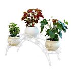 Na Dazone Arch Metal Potted 6933331686886