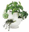 Pl6170 Wind Weather Grow Your Own Herb Kit With White Ceramic