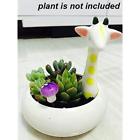 Qfy01701 Cute Animal Shaped Cartoon Home Decoration Succulent Flower 6917474234012