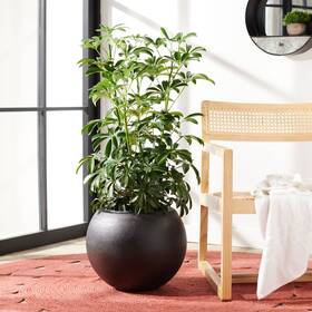 Safavieh 889048979376 Outdoor Gerand Black Planter - 15.7 Inch W X L