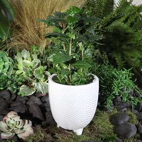 Sagebrook Home 603765810275 White Porcelain Planter Contemporary 6 Inch Simple Footed X 7