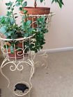 Ux9143 Unbranded Beautiful Set-2 Plant