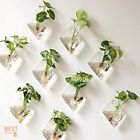Yyhpbg07 Mkono Air Plant Holder Hanging Wall Mounted Terrarium Home Interior