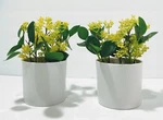 Threshold 7" Potted Faux Seeded Plant For Indoor Decorative Use - Set Of 2. Fixed Price $15.00.