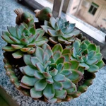 Special Design Fun Garden 6INCH Flower Planter Succulent Pot Indoor Outdoorplant. Fixed Price $29.12.