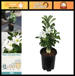 Live White Desert Rose Succulent Plant 1 Gal Pot Easy Care Indoor/outdoor F. Fixed Price $44.99.