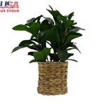 Artificial Peperomia Plant Wicker Basket Uv Resistant Indoor Decor 13 Inches. Fixed Price $28.65.