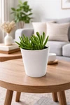 Live Gollum Jade Plant With Handmade White 4" Pot Real Succulent Indoor. Fixed Price $24.99.