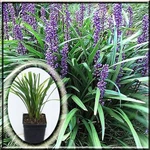 Liriope Muscari Majestic Lilyturf Border Monkey Grass 2.5" Pot Live Plant. Fixed Price $7.51.