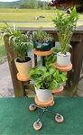 Plant Display Stand With Water Catch Drip Groove Indoor/outdoor. Fixed Price $225.00.