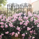 2PCS Metal Garden Trellis Rack Shelf Tall Rose Grapes Plant Stand. Fixed Price $65.95.