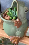 Ceramic Frog Shaped Pot Bonsai Flower Succulent Planter. Fixed Price $17.49.
