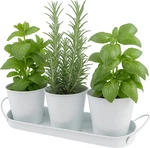 Herb Garden Set 3-PCS Galvanized Metal For Indoors. Fixed Price $22.64.