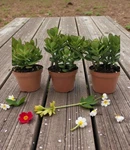 Money Plant Live Jade Crassula Ovuta Set Of 2 Indoor 6-7" Inch Tall 4" Pot. Fixed Price $49.95.