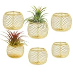 6 X Gold Holders Metal Pot Plants Planter Tillandsia D.... Fixed Price $12.20.