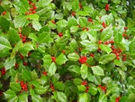American Holly, Ilex Opaca, Tree Seeds (fragrant, Showy, Hardy Evergreen). Fixed Price $65.00.