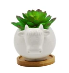Cuteforyou Succulent Pots,cute Cartoon Cow Shaped Ceramic Cactus Fl.... Fixed Price $17.01.