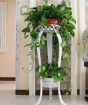 Flower Stand For Pothos, High-end European Iron Rack Next To The Tv. Fixed Price $29.00.