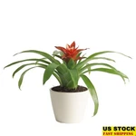10" Bromeliad Indoor Plant Bright Indirect Light Air Purifying Decoration Pot Us. Fixed Price $32.35.